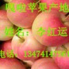 陜西嘎拉蘋果產(chǎn)地 嘎拉蘋果價(jià)格 供應(yīng)嘎拉蘋果