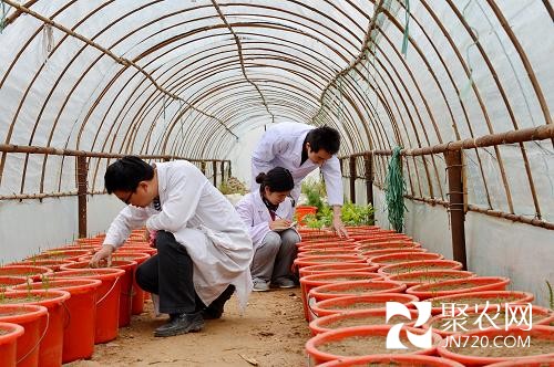 科技支撐“渤海糧倉”增產(chǎn)百億斤 