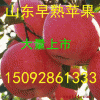 15092861333供應(yīng)冷庫紅富士蘋果