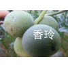 山西核桃苗 山楂苗 棗樹(shù)苗 蘋(píng)果苗低價(jià)出售