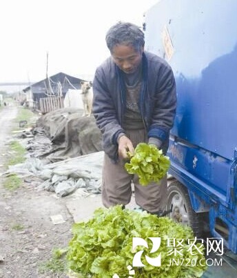 寧波蔬菜基地草子賣得最好 芹菜、生菜也熱銷