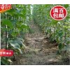 山楂樹 蘋果樹 核桃樹 金葉榆 香花槐