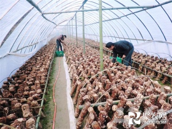 食用菌種植為農(nóng)民撐起“致富傘”