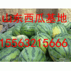 15563215666誠(chéng)信代辦農(nóng)戶(hù)西瓜