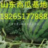 18265177888山東西瓜價格5毛批發(fā)