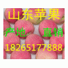 嘎啦蘋果價(jià)格18265177888便宜批發(fā)美八蘋果