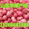 山東蘋果產(chǎn)地價(jià)格4毛【15266681888】