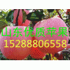 河南紅星紅將軍紅露蘋果銷售價(jià)格預(yù)測