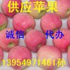 13954971461山東紅富士蘋果今天最新報(bào)價(jià)