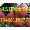 2015山東紅富士蘋(píng)果13468118977最新價(jià)格