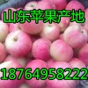 18764958222蘋果/紙袋/膜袋/紙夾膜紅富士產(chǎn)地價(jià)格