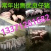 13371261682常年出售優(yōu)質仔豬