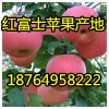 18764958222紅富士產(chǎn)地價(jià)格是多少/山東蘋果現(xiàn)在價(jià)格