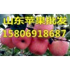 山東蘋果批發(fā)15806918687紅富士蘋果銷售價(jià)格