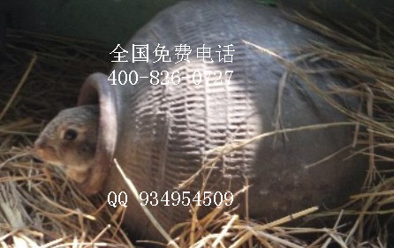 特種經濟動物野兔養(yǎng)殖基地