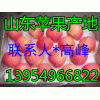 １３９５４９６６８２２紅富士*山東紙袋/膜袋/紙加膜蘋果產(chǎn)地