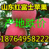 １８７６４９５８２２２蘋果掉價(jià)/山東庫存紅富士蘋果批發(fā)產(chǎn)地