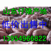 １３９５４９６６８２２山東仔豬價(jià)格行情/山東仔豬產(chǎn)地