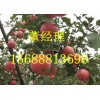 15688813698冷庫(kù)紅富士蘋(píng)果供應(yīng)