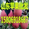 15806918687紅富士蘋果產(chǎn)地最新批發(fā)價格