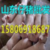 15806918687仔豬養(yǎng)殖基地出售仔豬