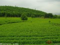 無公害茶園管理要點