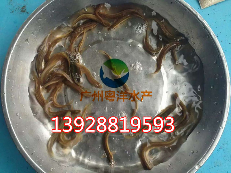 泥鰍魚苗 臺(tái)灣純種泥鰍魚苗 泥鰍魚養(yǎng)殖技術(shù)提供