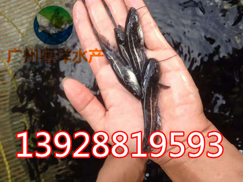 黃色大口鯰魚 快打鯰魚魚苗 最新鯰魚苗價(jià)格