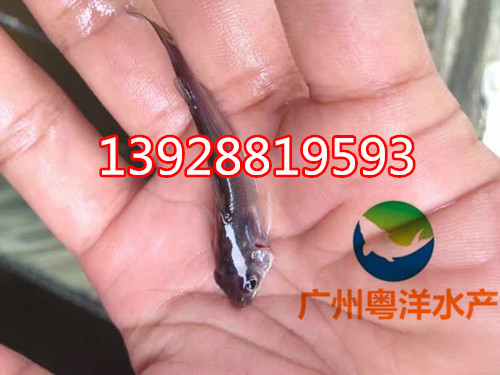 斑點(diǎn)叉尾鮰魚(yú)苗 叉尾魚(yú)苗價(jià)格 廣東叉尾鮰魚(yú)苗批發(fā)