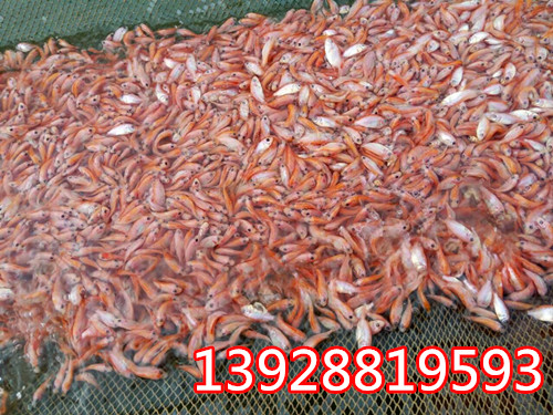 批發(fā)紅羅非魚苗 彩虹鯛魚苗 星洲紅羅非魚苗 廣東最新價(jià)格