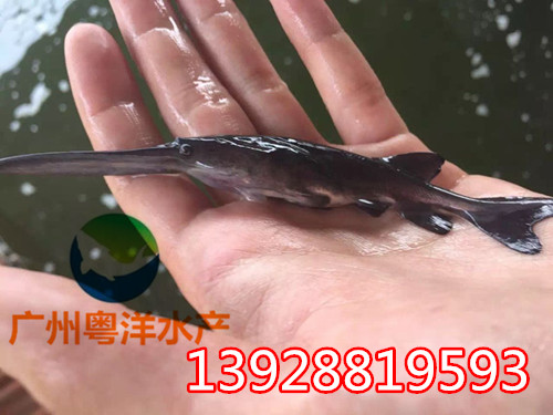 廣東哪里有鴨嘴魚苗 鴨嘴鱘魚苗 匙吻鱘魚苗廠家