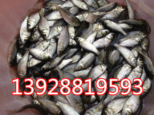 廣東哪里有鯽魚苗 白鯽魚苗 中科三號(hào)魚苗