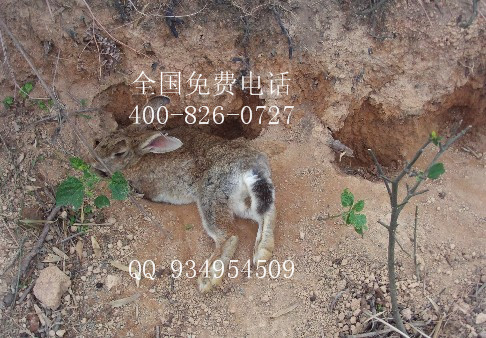 龍巖漳州寧德草食性家畜動物養(yǎng)殖基地