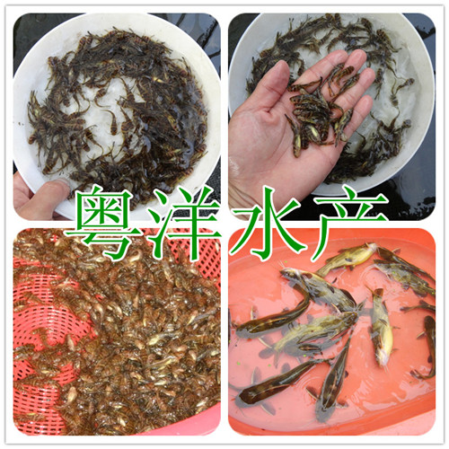 廣東專業(yè)生產(chǎn)黃顙魚(yú)苗 黃骨魚(yú)苗 單性黃骨魚(yú)苗批發(fā)