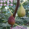 適合大棚栽培優(yōu)良無花果苗供應(yīng)芭勞內(nèi)無花果樹苗