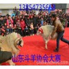 江西斗羊多少錢(qián)一只 小尾寒羊多少錢(qián)斤