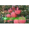 山東紅星蘋果供應(yīng)