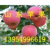 山東紅星蘋(píng)果大量上市了山東紅星蘋(píng)果產(chǎn)地將軍蘋(píng)果批發(fā)價(jià)格