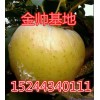 15244340111大量優(yōu)質(zhì)黃元帥蘋果基地直供