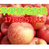 17186057111優(yōu)質紅富士蘋果基地新報價