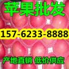 近期山東紅富士蘋(píng)果價(jià)格行情１５７６２３３８８８８