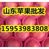 山東75以上紅富士蘋果現在多少錢一斤