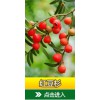 天津紅豆杉種植，供應(yīng)貴州優(yōu)質(zhì)的紅豆杉種植基地