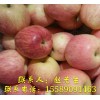 山東紅富士蘋(píng)果今日價(jià)格