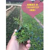 裕馨花卉專注濰坊芝櫻小苗批發(fā)|中國(guó)濰坊芝櫻小苗