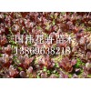 紅葉甜菜批發(fā)——供應(yīng)山東品種好的紅葉甜菜