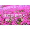 芝櫻供貨商，優(yōu)惠的芝櫻出售