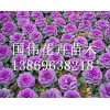 北京羽衣甘藍(lán)：想要品種好的羽衣甘藍(lán)就來國偉花卉苗木