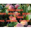 映霜紅價格量大從優(yōu)|優(yōu)良的晚熟映霜紅