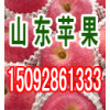 18615397873今日紅星蘋果產(chǎn)地直銷